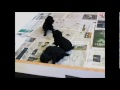 8 Standard Poodle Puppies Playing - 4 Weeks Old