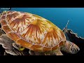 Under Red Sea 4K - Beautiful Coral Reef Fish in Aquarium, Sea Animals for Relaxation - 4K Video