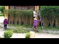 How We Trim Bamboo_Teamwork || Am Gardener