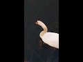 鯉にエサをハイエナされる白鳥