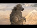 ADORABLE Baby Baboon🥺 🐾 - Primates - HD wildlife documentary - AMP