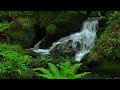 Calming Forest Sounds, Birds Chirping, Babbling Brook, Nature Sounds, ASMR