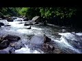 Soothing Forest Symphony - Birds Chirps and Babbling Brooks for Relaxation
