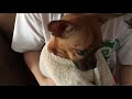 Pet Dog Videos l How To Bathe Your Dog [ep37]
