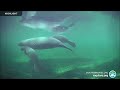 Underwater Manatee-Cam at Blue Spring State Park | 2024 Highlights