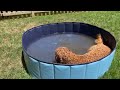 Goldendoodles Have a Baby Pool Party