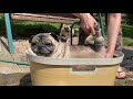 Outdoor pug shower