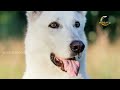 A Guide to White German Shepherds: A Video Journey | Cost, Personality, Rarity | World Of Dogz