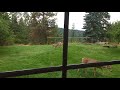 7 Deer in the Yard