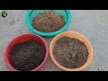 सब्जियों के लिए मिट्टी कैसे तैयार करें | How to Ready Soil for Vegetables at Home