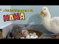 The funny cat thinks he can hatch eggs, while the ducklings are curious.  Funny Animal.Cute Pets 😅