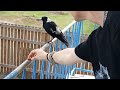 Ange Feeding Magpies 2024 July