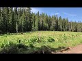 Elk Fawn chased by Coyote