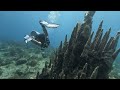 Cayman Brac - End of Island - Pt 4 - STINGRAYS and PILLAR CORAL!