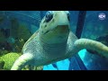 Virtual Visit: A Dive Inside the Giant Ocean Tank!