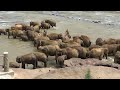 Elephants Bathing in a River #elephant #animals #wildlife