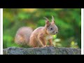 Autumn Nature Photography in Finland - Early Morning Walk with my Camera…