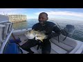 Spearfishing Florida - Winter Dive at Skyway Bridge