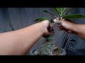 LAKUKAN CARA INI AGAR AKAR BESARNYA SEIMBANG Pada Karet Kebo ( Ficus Elastica)