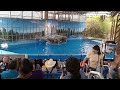SeaWorld San Antonio, TX 3/24' 1st time seeing the dolphins 2024 #idontownanycopyrights