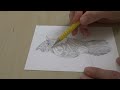 Full Process Bird Drawing with pencil -  Real Time Step by Step