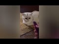 😹 Funniest Dogs and Cats 😆 Best Funny Animal Videos 2024 🙀
