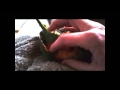 Sweet baby Rainbow Lorikeet playing.