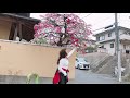 A woman crazy with a colorful Peach Blossoms. # shorts