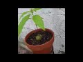 How to prune an avocado plant or seedling