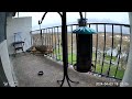 18 Hour Time-lapse | Flying Squirrel, Clouds & Featherheads | 4/3/2024