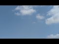 Sarus Crane Flock in Flight