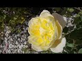 Summer Rose Garden Tour In My Modern Cottage Garden | David Austin Roses