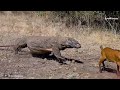 OMG! The Terrifying Moment When Stupid Lion Was Bitten By A Giant Lizard, What Happened Next?