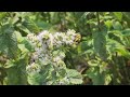 2 mins of Great Golden Digger Wasp and other pollinators feasting on Basil - NOT Murder Hornet