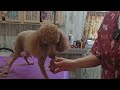 Grooming a Toy Poodle, haircut & bath