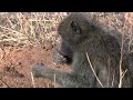 Funny encounters in the savannah - Giraffe - Crocodiles - Animal documentary - AMP HD