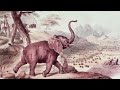 Extinction of African species - The story of a massacre - Animal Documentary - AMP