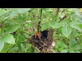 Inside the Nest - Wood Thrush