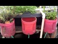 No Power Aquaponic Garden Setup for Beginners