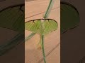 Female Luna Moth (Actias Luna) | May 2022