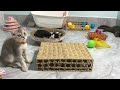 Funny ANIMALS videos😊Funniest CATS😺 and DOGS🐶 2024