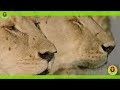 Clash of the Titans: Lions,Hyenas,Wild Dog,Leopard a Fight for Territory | Animal Documentaries