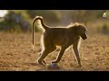 براري افريقيا أرض أخطر وأشرس الحيوانات المفترسة على وجه الأرض | كويست عربية Quest Arabiya