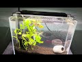 Laqual 3 gallon fish tank review for small baby betta