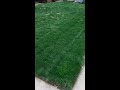 State of The Lawn
