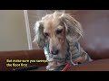 Ep#9: OAKLEY HAS A  DATE! - (Cute & Funny Dachshund Dogs Dating)