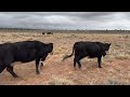 Did The Coyote Kill The Calf? Punching Cows Out Of SlickHorn.