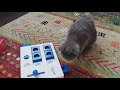 Pöttöm the scottish fold cat is smart