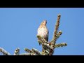 One Hour Birdsong, 27 European Birds