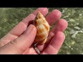 What does Fort Myers Beach look like? Post Hurricane Ian beach walk looking for shells among debris.